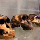 cráneos humanos. Hace 800.000 años un cambio climático nos salvó de la extinción
