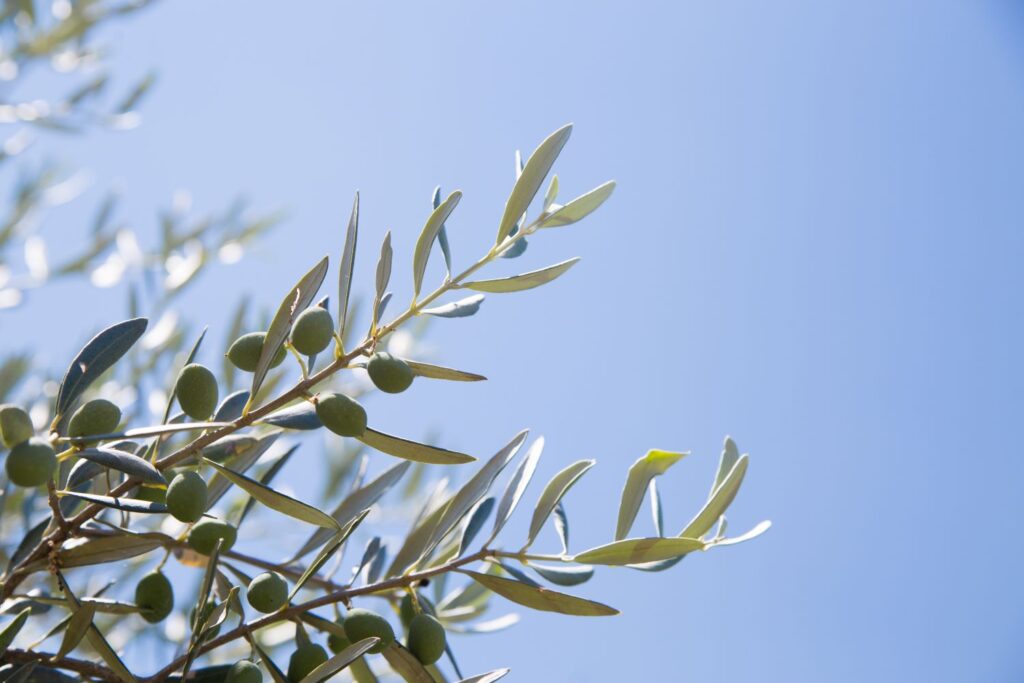 Aceite de oliva: precio 