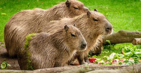 ¿Qué es un capibara?
