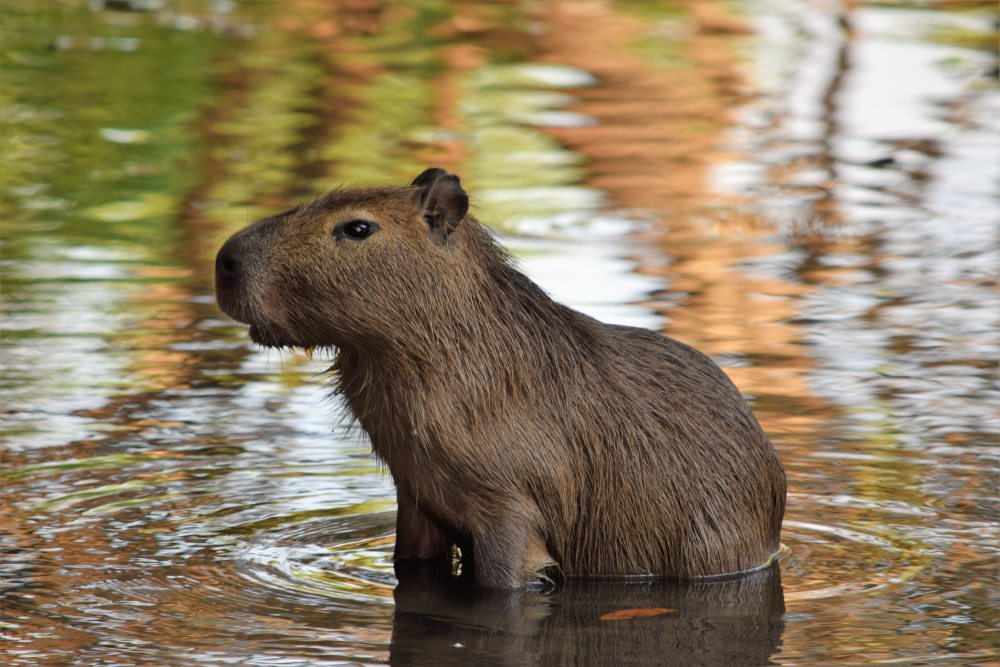 ¿Cómo tener un capibara en España?