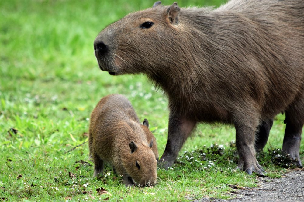 El capibara: el animal más sociable