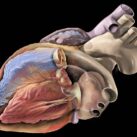 inteligencia artificial para detectar arritmias cardiacas